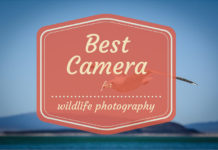 5 Best DSLR Cameras for Wildlife Photography Best camera for wildlife photography