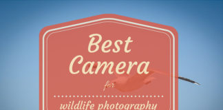 5 Best DSLR Cameras for Wildlife Photography Best camera for wildlife photography