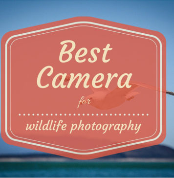 5 Best DSLR Cameras for Wildlife Photography Best camera for wildlife photography