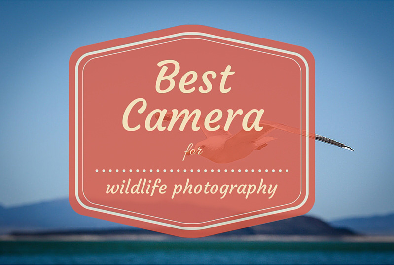 Best camera for wildlife photography